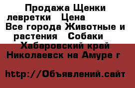 Продажа Щенки левретки › Цена ­ 40 000 - Все города Животные и растения » Собаки   . Хабаровский край,Николаевск-на-Амуре г.